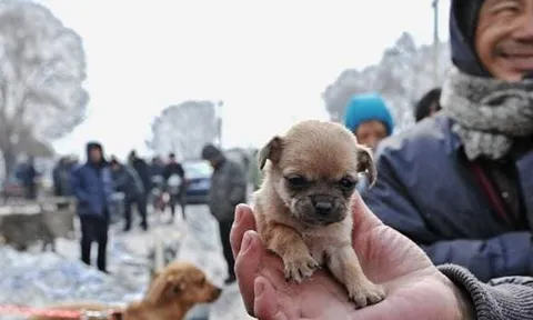 Mẹo chọn chó của từ kinh nghiệm của người xưa: Hãy ghi nhớ 6 'bí quyết' này để biết cách chọn chó tốt