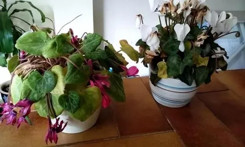 Khi phát hiện thấy những 'thứ' này trong chậu hoa, đừng suy nghĩ nhiều, đó là tín hiệu cần 'thay chậu, thay đất'