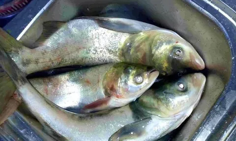 Tránh xa 5 loại cá 'bẩn' này nếu không muốn rước bệnh vì chứa đầy kim loại nặng và ký sinh trùng, người bán cũng 'lắc đầu', đừng cho gia đình ăn