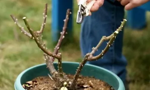 4 loại hoa 'không cắt tỉa thì không nở', hãy nhanh tay cắt tỉa vào mùa xuân, hoa sẽ nở nhiều hơn