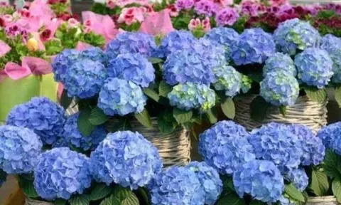 5 loại hoa trồng vào mùa xuân, hoa đẹp và dễ trồng, bạn có thể có hoa để ngắm ở nhà trong thời gian dài