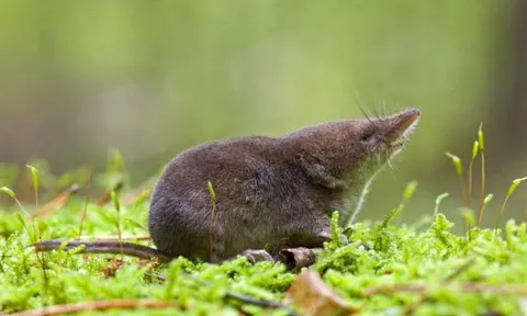 5 loài vật say xỉn hơn cả con người: Số 2 cực phổ biến ở Việt Nam, số 5 thậm chí phải đi cai nghiện rượu