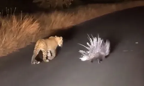 CLIP: Bị báo hoa mai truy sát, nhím 'tung chiêu độc' khiến kẻ đi săn 'ôm hận'
