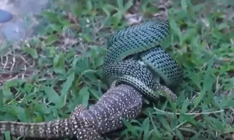 CLIP: Đụng độ rắn lục hoa cân, thằn lằn nhận cái kết bi thảm