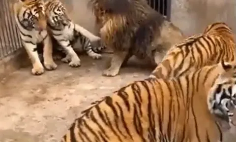 CLIP: Mãn nhãn trước màn ác đấu đầy gay cấn giữa 1 con sư tử và 5 con hổ