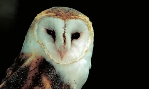 Khám phá sự huyền bí của loài động vật sống về đêm đẹp nhất thế giới