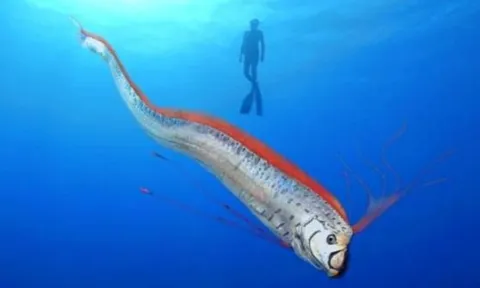 Khám phá top 10 loài động vật dài nhất thế giới: Bất ngờ với quán quân dài tới 55 mét!