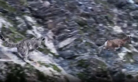 CLIP: Bị báo tuyết truy sát trên vách đá, dê núi 'tung chiêu độc' khiến kẻ đi săn 'bẽ mặt'