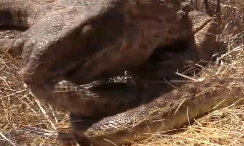 CLIP: Vừa ăn thịt chuột lang xong, rắn hổ mang đã lập tức 'nhận quả báo' từ thằn lằn khổng lồ