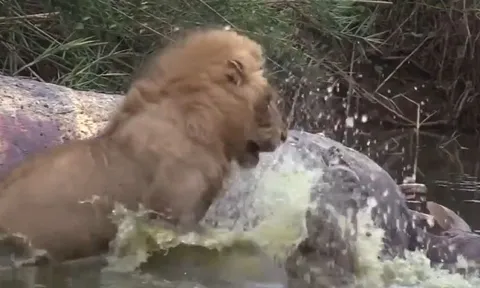 CLIP: Đang thưởng thức xác hà mã, tư tử bị cá sấu 'đánh úp' và cái kết gây chú ý