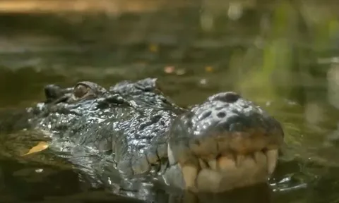 CLIP: Cá sấu ẩn mình tài tình rồi tung cú đớp 'chết chóc', đoạn mạng lợn rừng trong tích tắc
