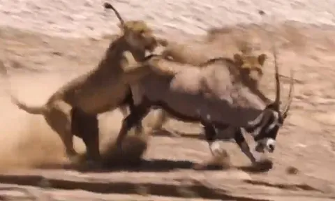 CLIP: Đi săn linh dương sừng kiếm, 2 con sư tử nhận cái kết 'muối mặt'