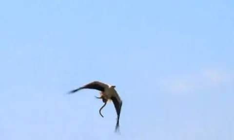 CLIP: Rắn cạp nia biển 'tự tử' sau khi bị đại bàng bắt được 