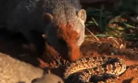 CLIP: Rắn kịch độc chết tức tưởng vì đi lạc vào lãnh địa của cầy mangut