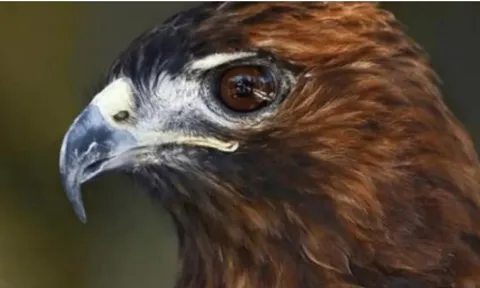 'Mũi khoằm và mắt hình tam giác, nên tránh xa': Người xưa dạy bạn cách nhận biết con người và quan sát tướng mạo của họ ra sao?