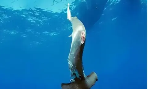 Cá mập bị cắt vây có thể sống được bao lâu sau khi trở lại biển? 