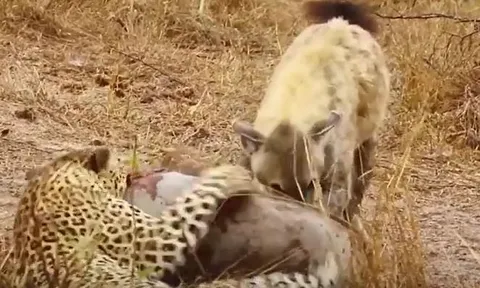 CLIP: Báo hoa mai và linh cẩu 'bắt tay hợp tác', tóm gọn lợn rừng nhưng màn ăn chia sau đó mới gây chú ý