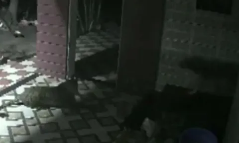 CLIP: Báo hoa mai lẻn vào nhà dân và màn nghênh đón đầy ấn tượng của chó nhà 