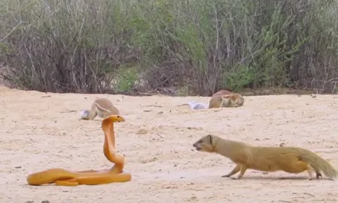 CLIP: Màn tử chiến đầy gay cấn của giữa sóc đất, rắn hổ mang và cầy mangut 