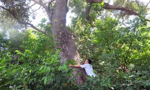 Loài cây cứng như sắt, quý hơn vàng, cả thế giới chỉ còn 13 cây ở Việt Nam, sở hữu cái tên đặc biệt