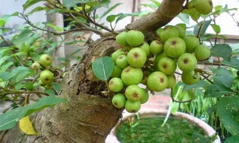 Cây sung hợp tuổi nào? Khám phá ngay những tuổi trồng sung để rước tài lộc, may mắn