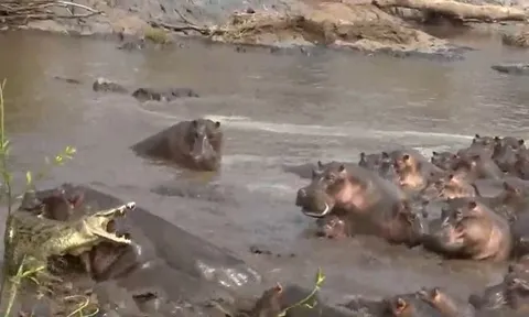 CLIP: Lọt vào vòng vây của 30 con hà mã, cá sấu nhận cái kết cực kỳ đau đớn