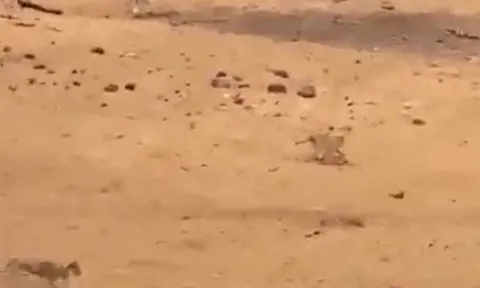 CLIP: Bị 7 con sư tử truy sát, lợn bướu có màn 'bẻ lái' cực kỳ ngoạn mục nhưng cái kết mới gây chú ý