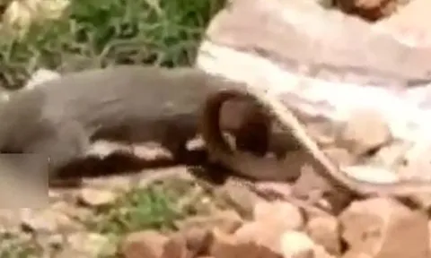 CLIP: Đụng độ cầy mangut, rắn hổ mang bị kẻ thù xé xác không thương tiếc