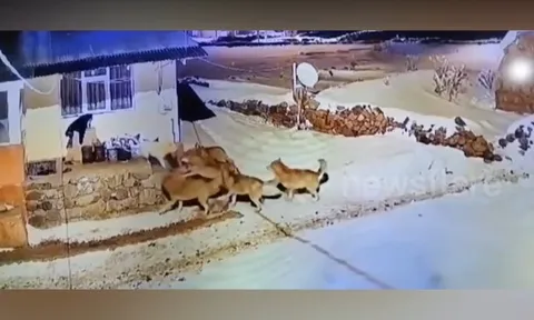 CLIP: Chó nhà dũng cảm đơn độc chống lại bầy sói, cái kết đầy bất ngờ