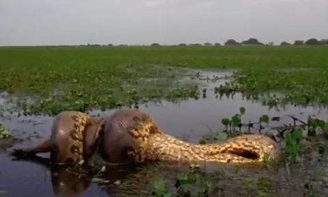CLIP: Trăn Anaconda tung đòn chí mạng, kết liễu chuột lang khổng lồ trong chớp mắt