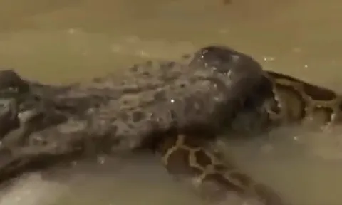 CLIP: Đối đầu với cá sấu, trăn gấm bị xé xác không thương tiếc