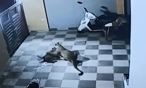 CLIP: Báo đốm nửa đêm leo tường vào nhà dân tấn công chó nhà và cái kết gây chú ý