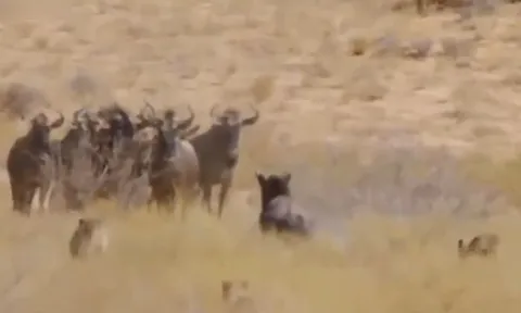 CLIP: Dù bị thương, linh dương đầu bò vẫn đủ sức 'cân' 4 con báo săn