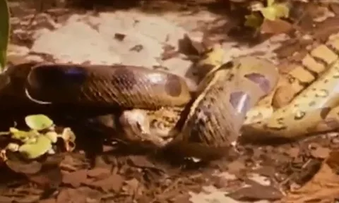 CLIP: Đang đi dạo, cá sấu Caiman bị trăn gấm xơi tái