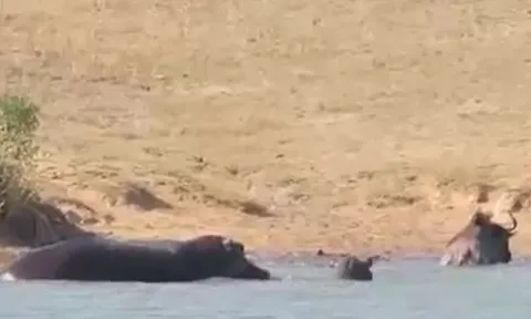 CLIP: Hà mã biến thành 'người hùng', cứu linh dương đầu bò khỏi hàm răng sắc nhọn của cá sấu