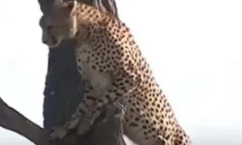 CLIP: Vừa bị cướp mồi, báo đốm còn bị linh cẩu đuổi trốn lên tận ngọn cây