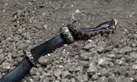 CLIP: Đụng độ rắn chàm phương Đông, trăn gấm bị kẻ thù xơi tái