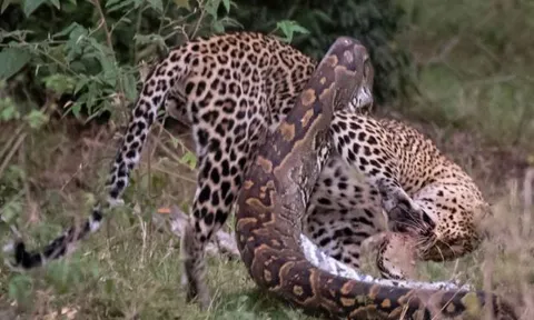 CLIP: Mãn nhãn trước màn tử chiến đầy gay cấn của trăn đá châu Phi khổng lồ và báo hoa mai