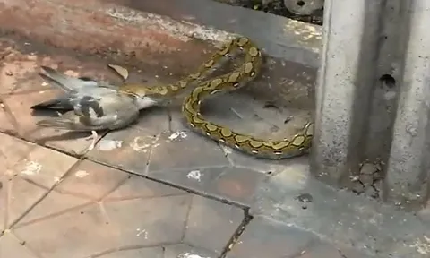 CLIP: Trăn liều lĩnh, đoạt mạng chim bồ câu ngay giữa đường phố