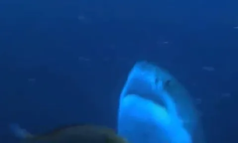 CLIP: 'Ớn lạnh' trước cảnh cá mập trắng xé xác hải cẩu