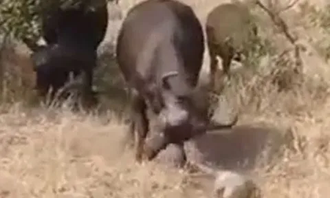 CLIP: Trêu tức trâu rừng, lợn lòi bị húc cho thừa sống thiếu chết