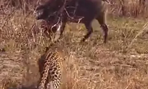 CLIP: Báo hoa mai chơi trò 'trốn tìm' với lợn bướu và cái kết khiến người xem phì cười