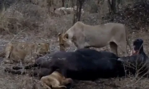 CLIP: 'Xẻ thịt' trâu rừng, sư tử nhận ngay 'quả báo'