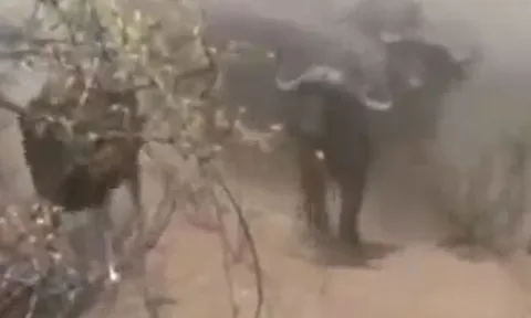 CLIP: Thấy đồng loại bị sư tử tấn công, '500 con trâu rừng' kéo tới trả thù và cái kết 