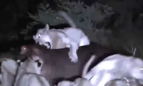 CLIP: 15 con sư tử rủ nhau đi săn hà mã và cái kết đầy đau đớn cho kẻ đi săn