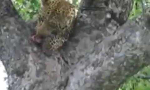 CLIP: Báo hoa mai trèo tót lên cây săn trăn đá châu Phi và cái kết