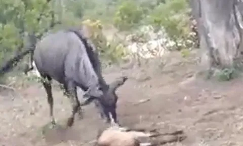 CLIP: Nóng lòng cứu con, linh dương đầu bò vô tình 'dâng' mạng con non cho báo săn