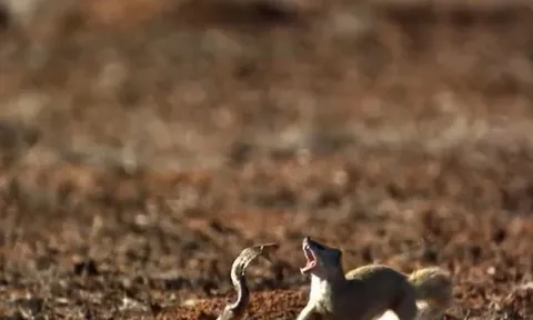 CLIP: Sóc đất và cầy mangut hợp tác 'xử' rắn hổ mang và cái kết gây chú ý