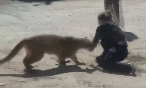 CLIP: Nữ cảnh sát dùng tay không chống trả sư tử và cái kết