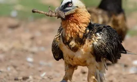 Loài động vật duy nhất thích ăn xương hơn thịt: Đó là loài nào?